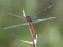 Orthemis levis (Slender Skimmer) male.jpg